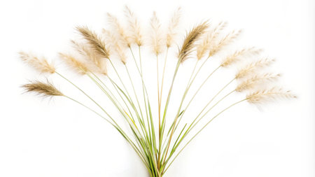 Pampas grass isolated on white background with clipping path, top viewの写真素材