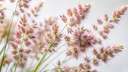Close up of grass flower in the garden with soft focus background.の写真素材