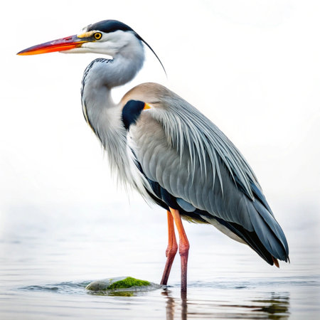 Grey Heron (Ardea cinerea) standing in water