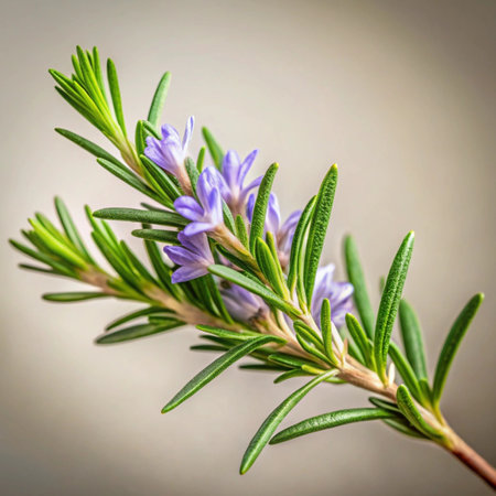 Rosemary twig with purple flowers on gray background, close upの写真素材