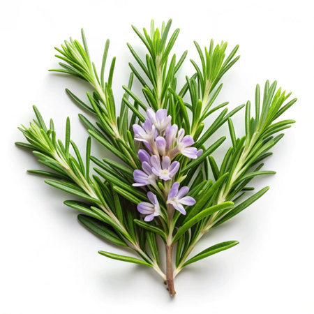 Rosemary twig isolated on white background. Culinary herbs.の写真素材