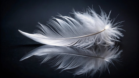 White feather on a black background. Close-up. Macro.の写真素材