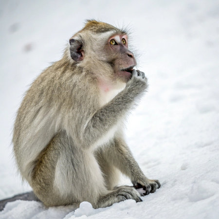 Monkey (Crab-eating macaque) on the snow