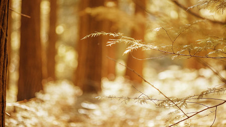 Sunlight in the forest. Winter landscape. Sunlight in the forest.