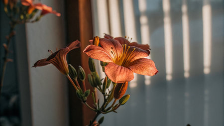 Beautiful orange lily flowers on the window in the morning.の写真素材