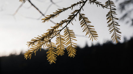 Close up of the leaves of a larch tree in the forest