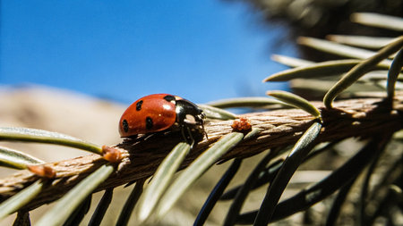 ladybug on a branch of a pine tree in the sunの写真素材