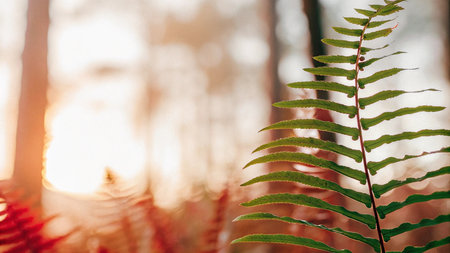 Fern leaves in the forest at sunset. Beautiful natural background.の写真素材