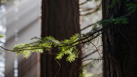 Fir branches on a tree in the forest. Selective focus.の写真素材