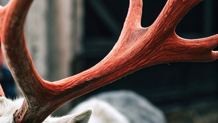 Deer antlers close-up on the background of the barnの写真素材