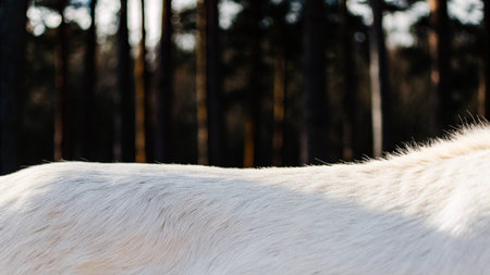 White horse in the forest, close-up of the white fur