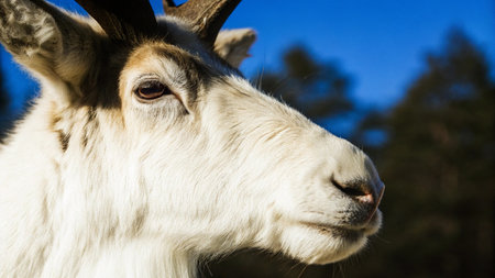 Portrait of a reindeer with antlers against the blue skyの写真素材