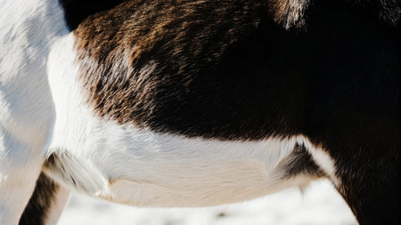 Closeup of a black and white donkey's hoof. Selective focus.の写真素材