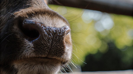Close up of a cow's nose on a sunny day in a farmの写真素材