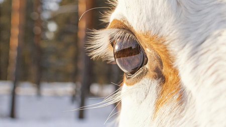 Eye of a white horse in the winter forest. Close-upの写真素材