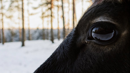 Close up of the eye of a cow in the winter forest.の写真素材