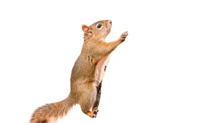 Squirrel isolated on a white background. Squirrel on a white background