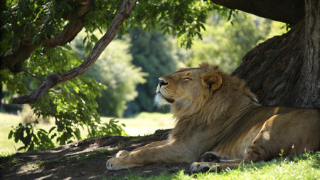 Lion lying in the shade of a tree in a park.の写真素材
