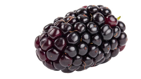 blackberry isolated on white background closeup. studio. picture.の写真素材