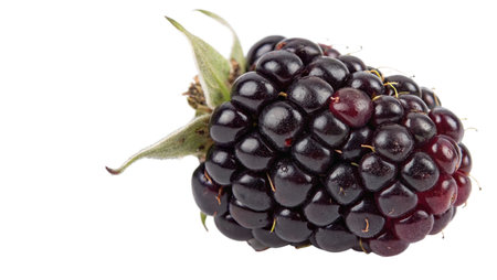 Blackberry isolated on white background close up. Full depth of field.