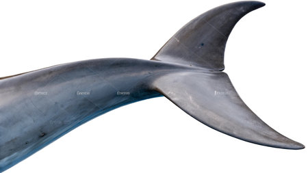 Dolphin tail isolated on white background. Clipping path included.の写真素材