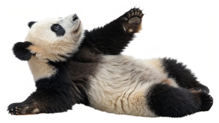 panda in front of a white backgroundの写真素材