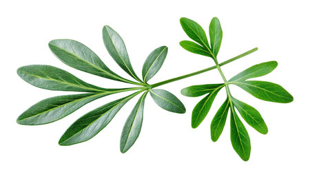 Green leaves isolated on white background. Clipping Path. Full depth of field.の写真素材