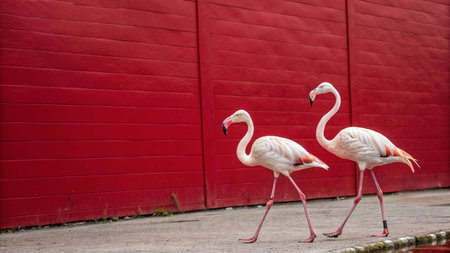 Two flamingos standing in front of a red wall at the zooの写真素材