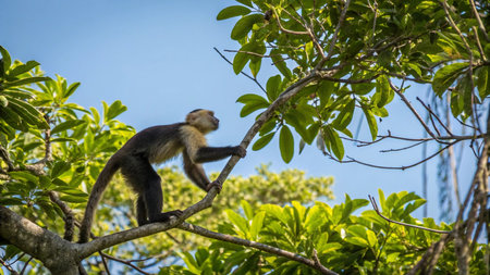Capuchin monkey on a tree in the jungle of Costa Rica.