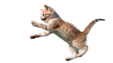 Kitten jumping isolated on white background with clipping path. Studio shot.の写真素材
