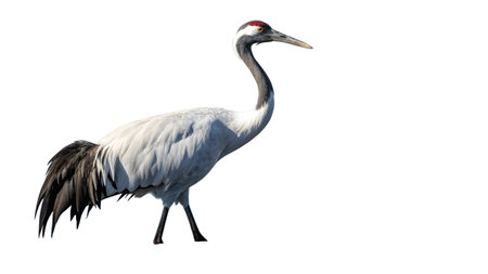 Japanese crane (Grus japonensis) isolated on white backgroundの写真素材