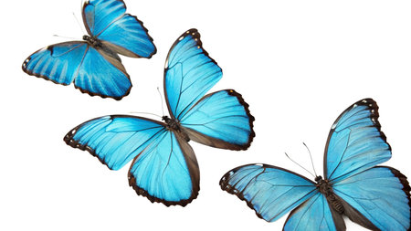 Butterflies on a white background. Isolated on white.の写真素材