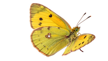 Butterfly isolated on white background. Yellow butterfly on a white background.の写真素材