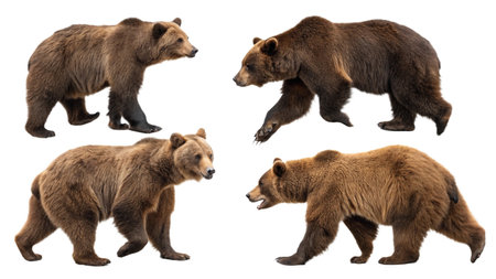 Brown bear isolated on a white background. Set of different poses.の写真素材