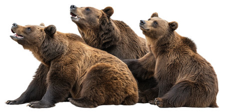 Group of brown bear isolated on a white background. Studio shot.の写真素材