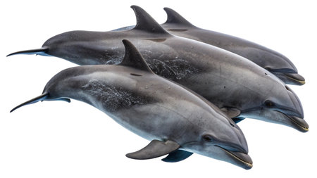 Dolphins isolated on white background. Clipping path included. Full depth of field.の写真素材