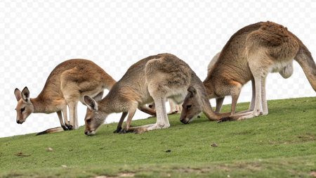 Kangaroos, Macropus giganteus, on grass, isolated on transparent backgroundの写真素材