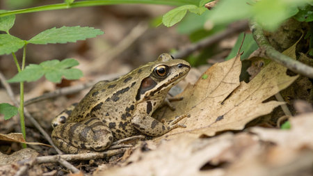 Common frog (Rana temporaria) sitting in the forest.