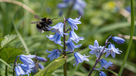 Bluebells and Bumblebee in Spring, England, UK