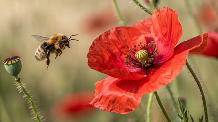 bee pollinates a red poppy flower in the field, close upの写真素材