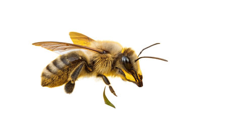 bee isolated on the white background. High resolution photo. Full depth of field.の写真素材