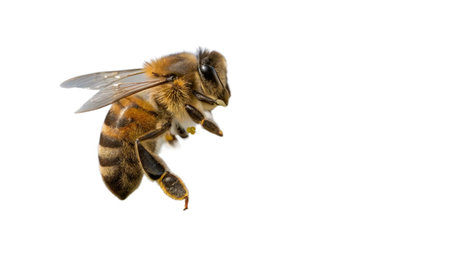 Bee on a white background. Isolate. Copy space for text.