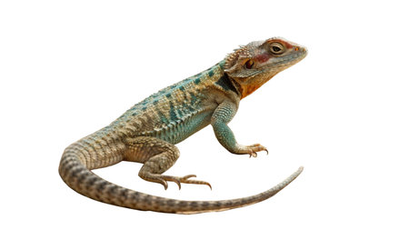 Bearded Agama, Pogona vitticeps, isolated on white backgroundの写真素材
