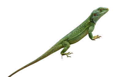 Green Agama Lizard isolated on white background (Pogona vitticeps)の写真素材