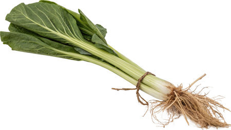 Fresh leafy green vegetable isolated on a white background. Clipping path included.