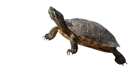 Turtle isolated on white background. Clipping path included in file.の写真素材