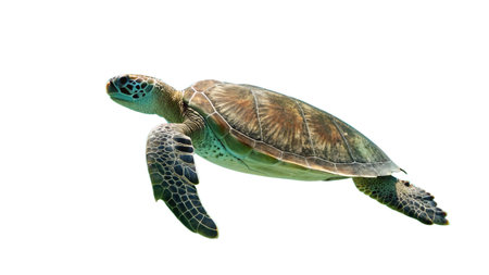 Green sea turtle isolated on white background. Green sea turtle isolated on white backgroundの写真素材