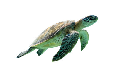 Close up of a turtle in the sun. Wildlife scene from nature.の写真素材