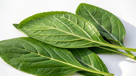 Close up of fresh green spinach leaves on white background with copy space