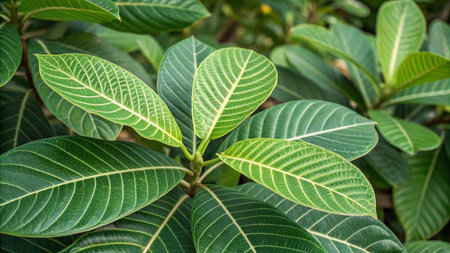 Close up of green leaves of plumeria or frangipani plantの写真素材
